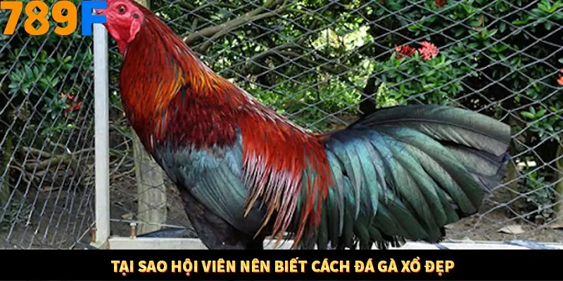 Kinh Nghiệm Quản Lý Vốn Khi Cá Cược Thể Thao – Phương Pháp Từ 789F 11 Tại sao hội viên nên biết cách đá gà xổ đẹp