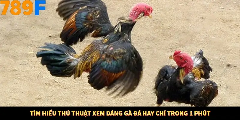 Mẹo Chọn Súng Trong Game bắn Cá Online Cực Hiệu Quả Tại 789F 10 Tìm hiểu thủ thuật xem dáng gà đá hay chỉ trong 1 phút