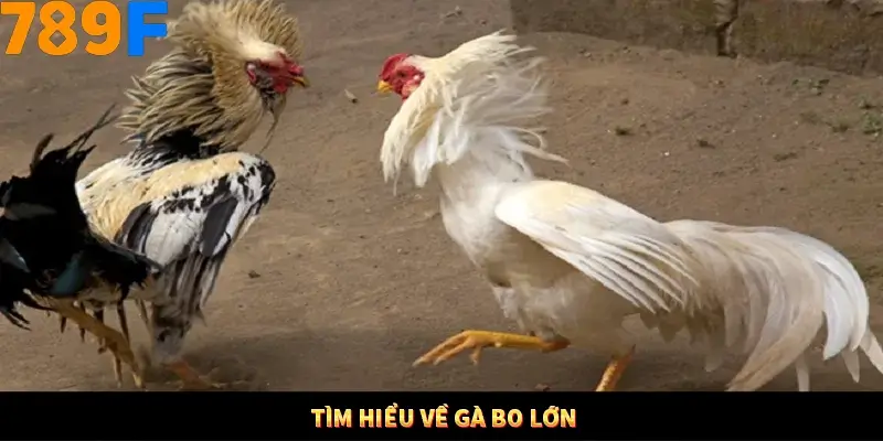 Kinh Nghiệm Quản Lý Vốn Khi Cá Cược Thể Thao – Phương Pháp Từ 789F 10 Tìm hiểu về gà bo lớn