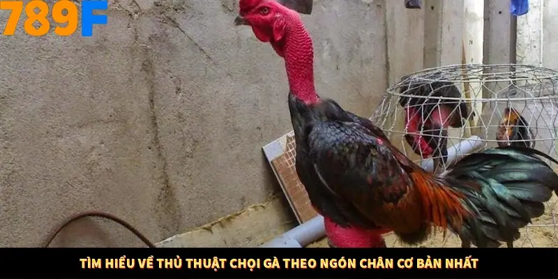 Kinh Nghiệm Quản Lý Vốn Khi Cá Cược Thể Thao – Phương Pháp Từ 789F 10 Tìm hiểu về thủ thuật chọi gà theo ngón chân cơ bản nhất