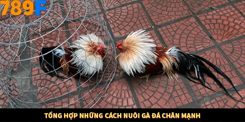 Kinh Nghiệm Quản Lý Vốn Khi Cá Cược Thể Thao – Phương Pháp Từ 789F 11 Tổng hợp những cách nuôi gà đá chân mạnh