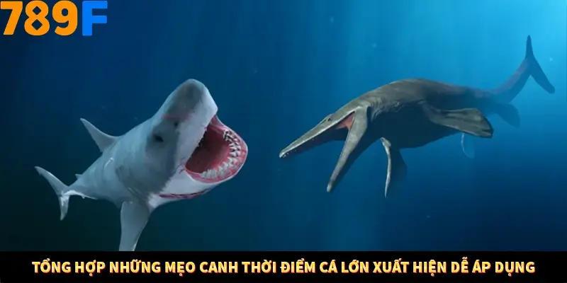 Kinh Nghiệm Quản Lý Vốn Khi Cá Cược Thể Thao – Phương Pháp Từ 789F 12 Tổng hợp những mẹo canh thời điểm cá lớn xuất hiện dễ áp dụng