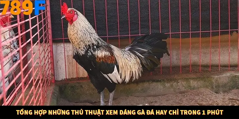 Mẹo Chọn Súng Trong Game bắn Cá Online Cực Hiệu Quả Tại 789F 12 Tổng hợp những thủ thuật xem dáng gà đá hay chỉ trong 1 phút
