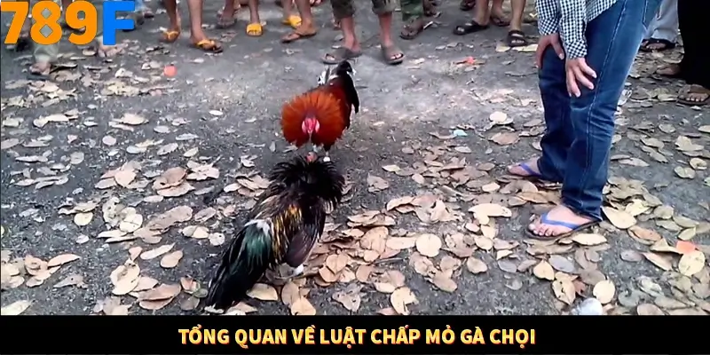 Kinh Nghiệm Quản Lý Vốn Khi Cá Cược Thể Thao – Phương Pháp Từ 789F 10 Tổng quan về luật chấp mỏ gà chọi