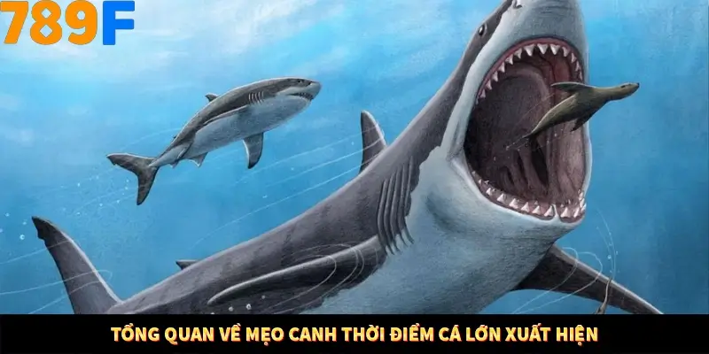 Kinh Nghiệm Quản Lý Vốn Khi Cá Cược Thể Thao – Phương Pháp Từ 789F 10 Tổng quan về mẹo canh thời điểm cá lớn xuất hiện