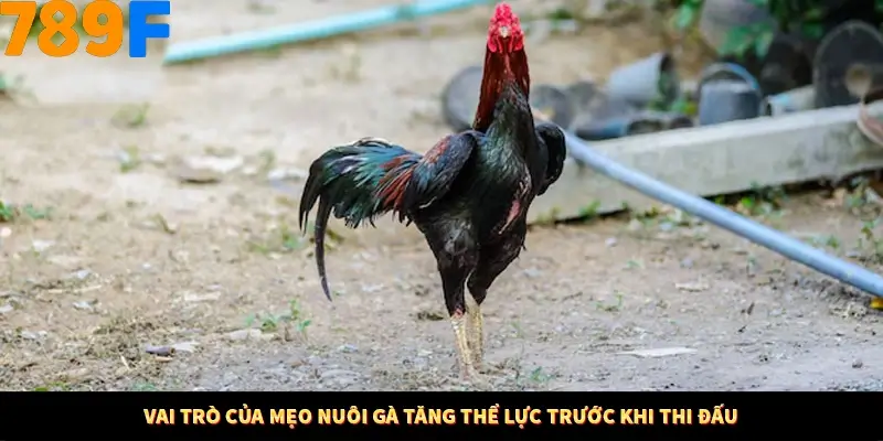 Kinh Nghiệm Quản Lý Vốn Khi Cá Cược Thể Thao – Phương Pháp Từ 789F 10 Vai trò của mẹo nuôi gà tăng thể lực trước khi thi đấu