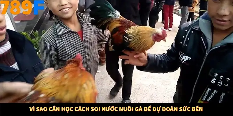 Kinh Nghiệm Quản Lý Vốn Khi Cá Cược Thể Thao – Phương Pháp Từ 789F 10 Vì sao cần học cách soi nước nuôi gà để dự đoán sức bền