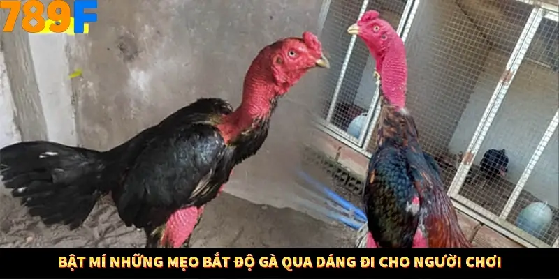 Bật mí những mẹo bắt độ gà qua dáng đi cho người chơi Bật mí những mẹo bắt độ gà qua dáng đi cho người chơi