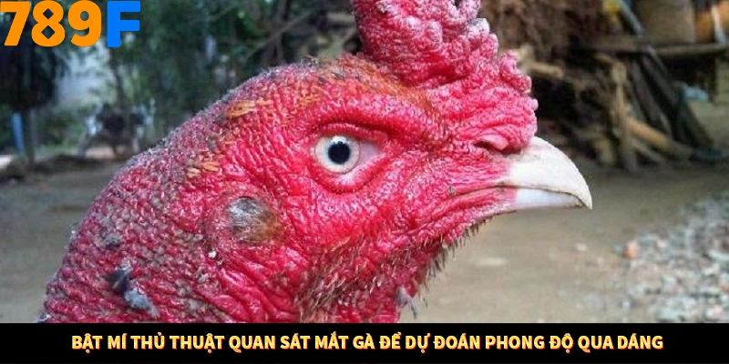 Thủ Thuật Đánh Kèo Rung An Toàn - Bí Mật Tăng Cơ Hội Thắng 789F 12 Bật mí thủ thuật quan sát mắt gà để dự đoán phong độ qua dáng