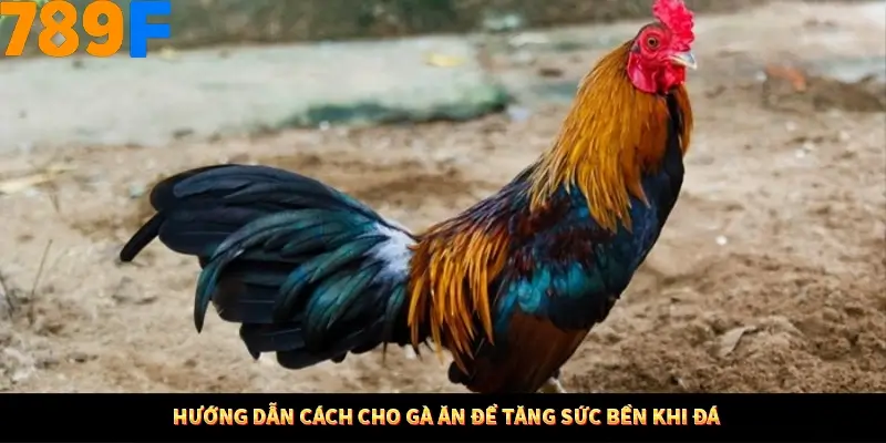 Thủ Thuật Đánh Kèo Rung An Toàn - Bí Mật Tăng Cơ Hội Thắng 789F 11 Hướng dẫn cách cho gà ăn để tăng sức bền khi đá
