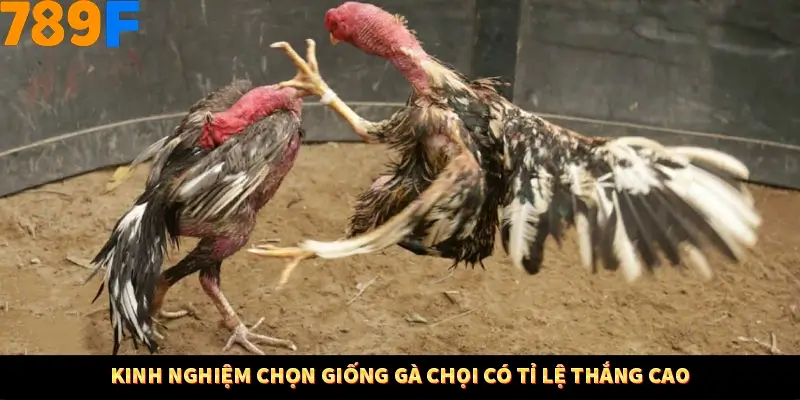 Thủ Thuật Đánh Kèo Rung An Toàn - Bí Mật Tăng Cơ Hội Thắng 789F 11 Kinh nghiệm chọn giống gà chọi có tỉ lệ thắng cao