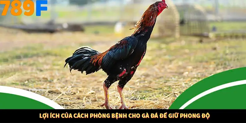 Thủ Thuật Đánh Kèo Rung An Toàn - Bí Mật Tăng Cơ Hội Thắng 789F 10 Lợi ích của cách phòng bệnh cho gà đá để giữ phong độ