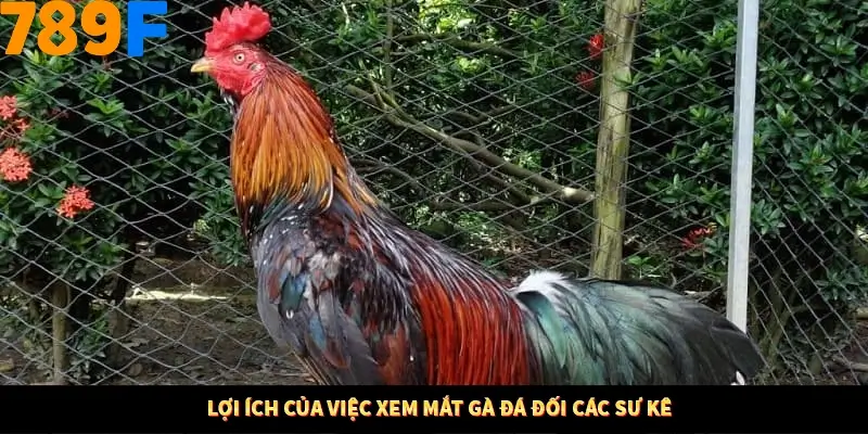 Thủ Thuật Đánh Kèo Rung An Toàn - Bí Mật Tăng Cơ Hội Thắng 789F 11 Lợi ích của việc xem mắt gà đá đối các sư kê