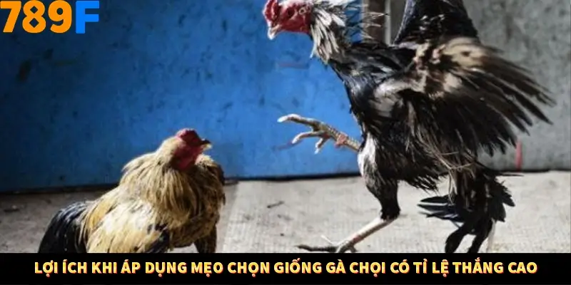 Thủ Thuật Đánh Kèo Rung An Toàn - Bí Mật Tăng Cơ Hội Thắng 789F 10 Lợi ích khi áp dụng mẹo chọn giống gà chọi có tỉ lệ thắng cao