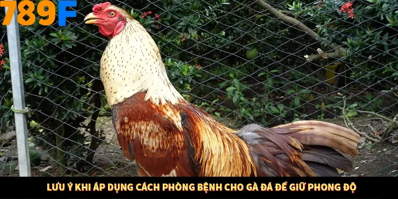 Thủ Thuật Đánh Kèo Rung An Toàn - Bí Mật Tăng Cơ Hội Thắng 789F 12 Lưu ý khi áp dụng cách phòng bệnh cho gà đá để giữ phong độ