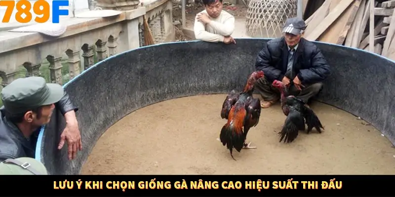 Thủ Thuật Đánh Kèo Rung An Toàn - Bí Mật Tăng Cơ Hội Thắng 789F 12 Lưu ý khi chọn giống gà nâng cao hiệu suất thi đấu