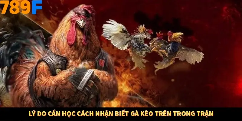 Thủ Thuật Đánh Kèo Rung An Toàn - Bí Mật Tăng Cơ Hội Thắng 789F 10 Lý do cần học cách nhận biết gà kèo trên trong trận