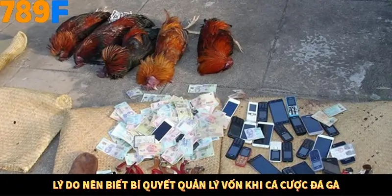 Thủ Thuật Đánh Kèo Rung An Toàn - Bí Mật Tăng Cơ Hội Thắng 789F 10 Lý do nên biết bí quyết quản lý vốn khi cá cược đá gà