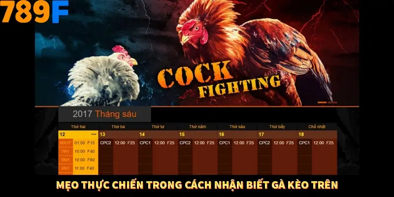 Thủ Thuật Đánh Kèo Rung An Toàn - Bí Mật Tăng Cơ Hội Thắng 789F 12 Mẹo thực chiến trong cách nhận biết gà kèo trên