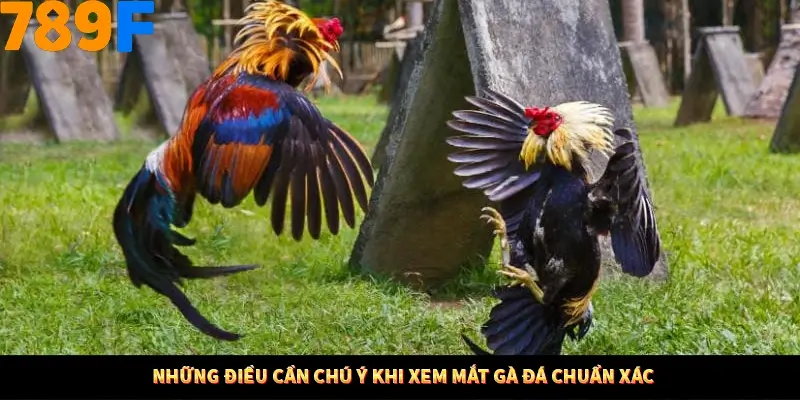 Thủ Thuật Đánh Kèo Rung An Toàn - Bí Mật Tăng Cơ Hội Thắng 789F 14 Những điều cần chú ý khi xem mắt gà đá chuẩn xác