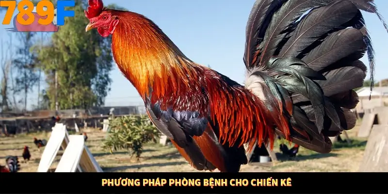 Thủ Thuật Đánh Kèo Rung An Toàn - Bí Mật Tăng Cơ Hội Thắng 789F 11 Phương pháp phòng bệnh cho chiến kê