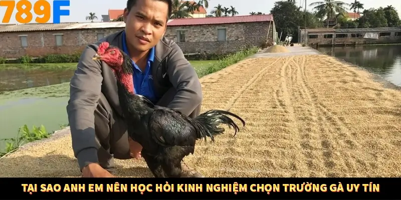 Thủ Thuật Đánh Kèo Rung An Toàn - Bí Mật Tăng Cơ Hội Thắng 789F 10 Tại sao anh em nên học hỏi kinh nghiệm chọn trường gà uy tín