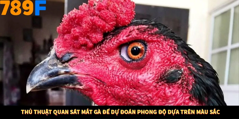 Thủ Thuật Đánh Kèo Rung An Toàn - Bí Mật Tăng Cơ Hội Thắng 789F 13 Thủ thuật quan sát mắt gà để dự đoán phong độ dựa trên màu sắc
