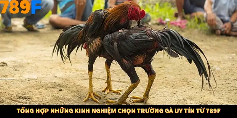 Thủ Thuật Đánh Kèo Rung An Toàn - Bí Mật Tăng Cơ Hội Thắng 789F 11 Tổng hợp những kinh nghiệm chọn trường gà uy tín từ 789F