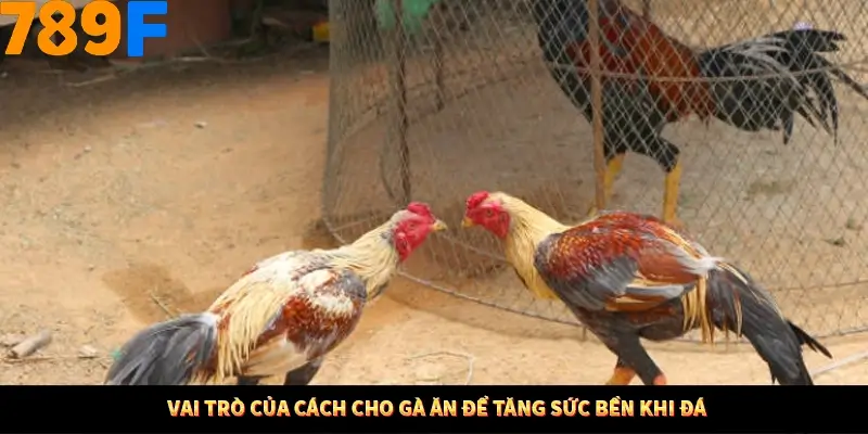 Thủ Thuật Đánh Kèo Rung An Toàn - Bí Mật Tăng Cơ Hội Thắng 789F 10 Vai trò của cách cho gà ăn để tăng sức bền khi đá
